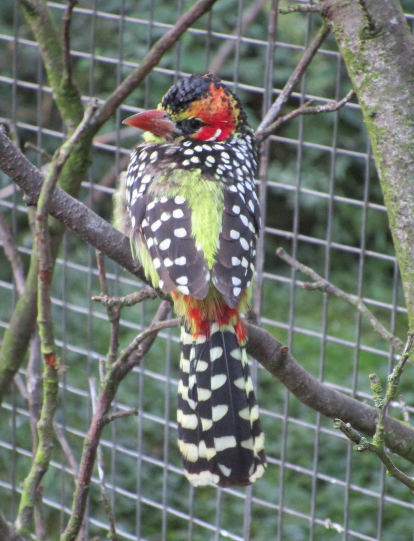Red-and-yellow barbet