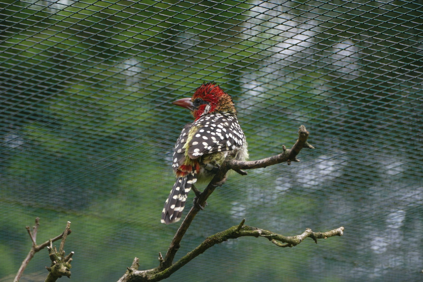 Red-and-yellow barbet.