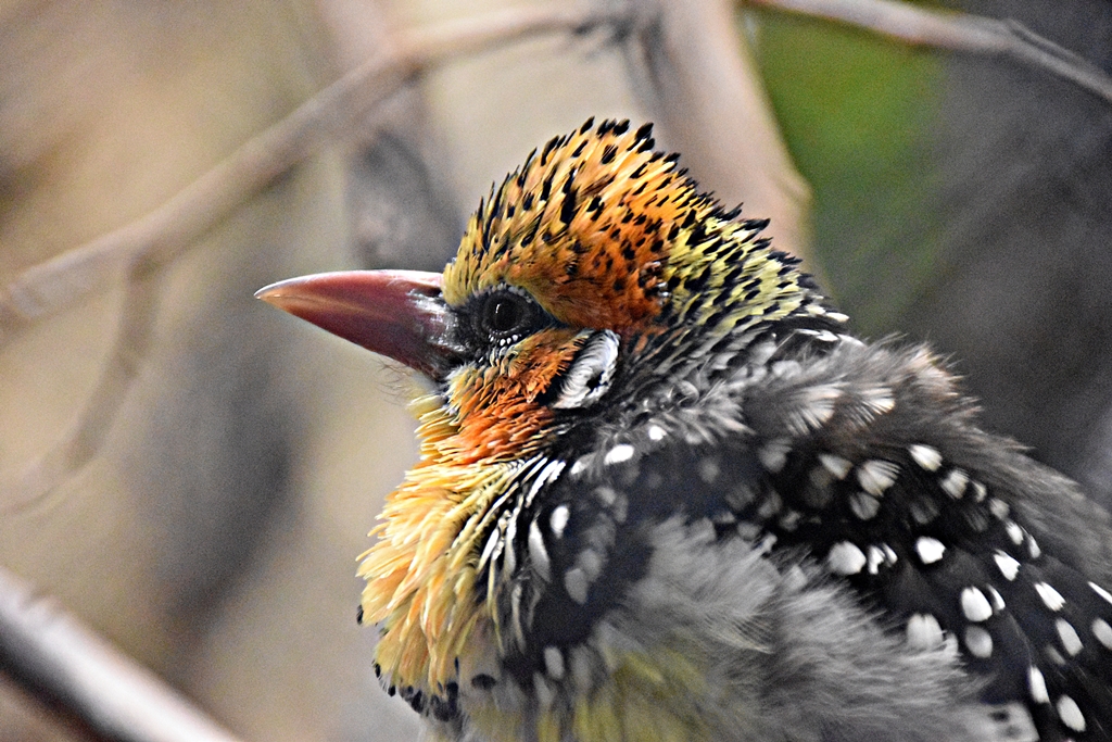 Red-and-yellow barbet