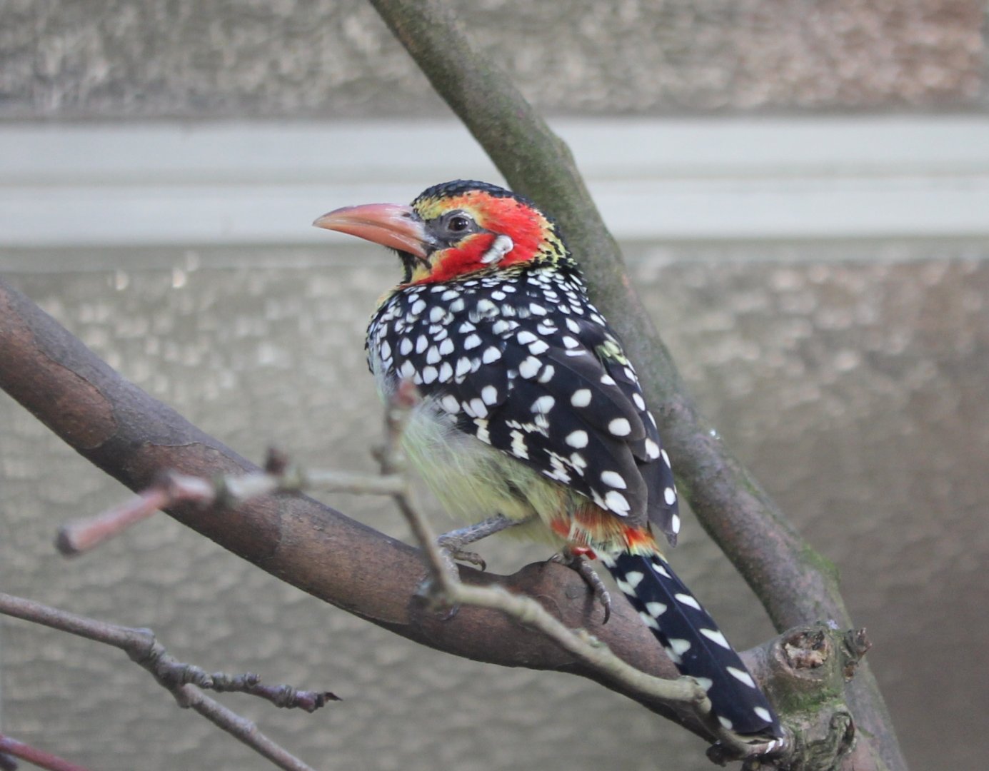 Red-and-yellow barbet