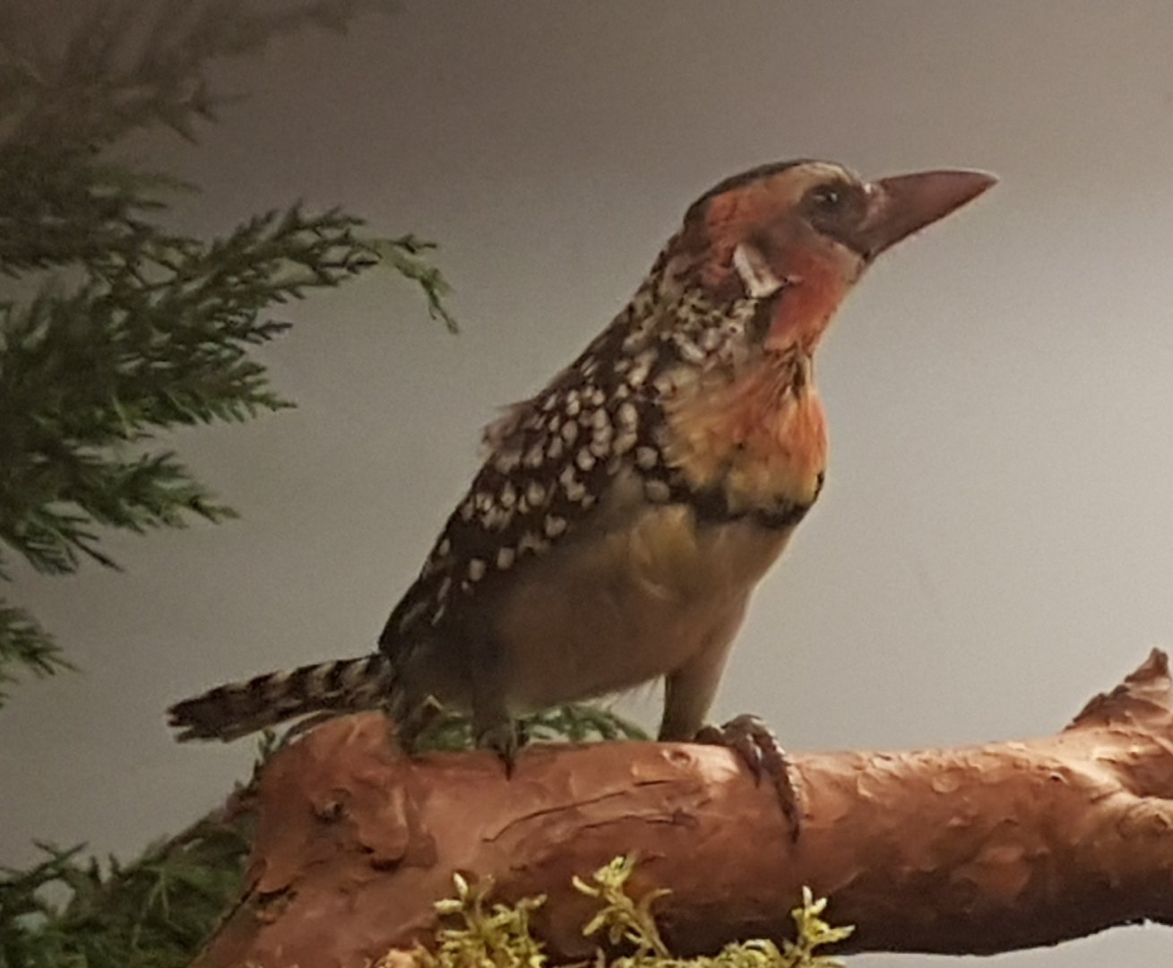 Red-and-yellow barbet