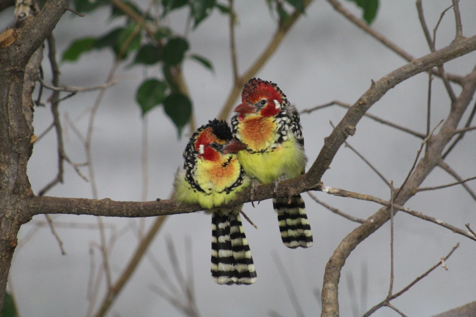 Red-and-Yellow Barbet