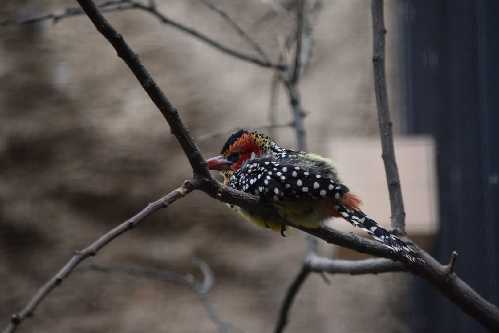 Red-and-yellow barbet