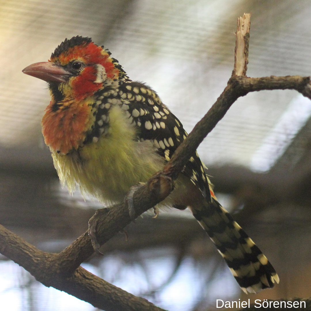Red-and-yellow barbet