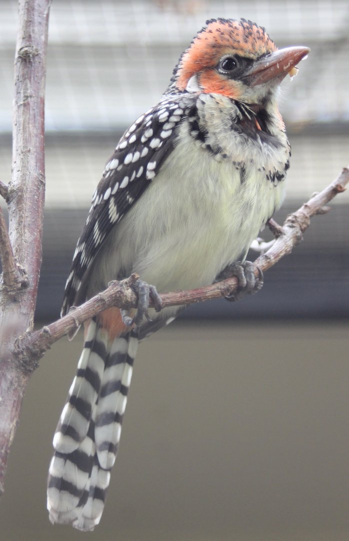 Red and yellow barbet