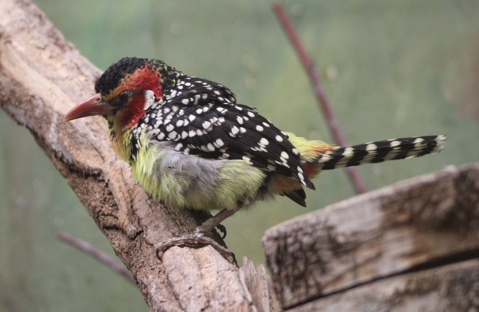 Red-and-yellow barbet
