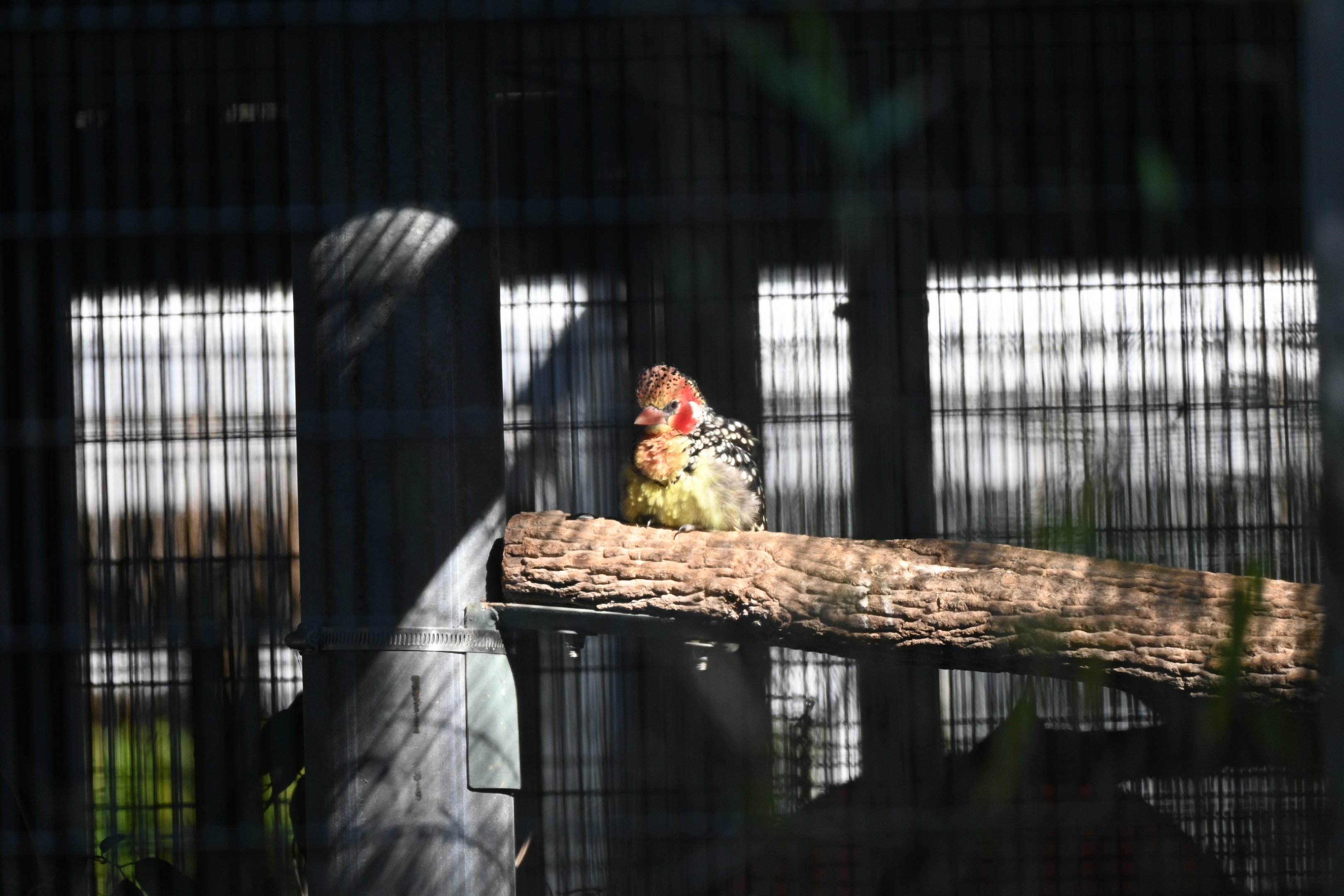 Red And Yellow Barbet