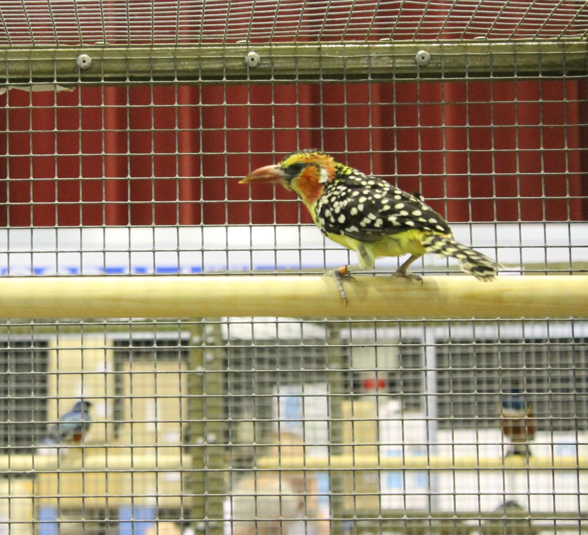 Red and yellow barbet