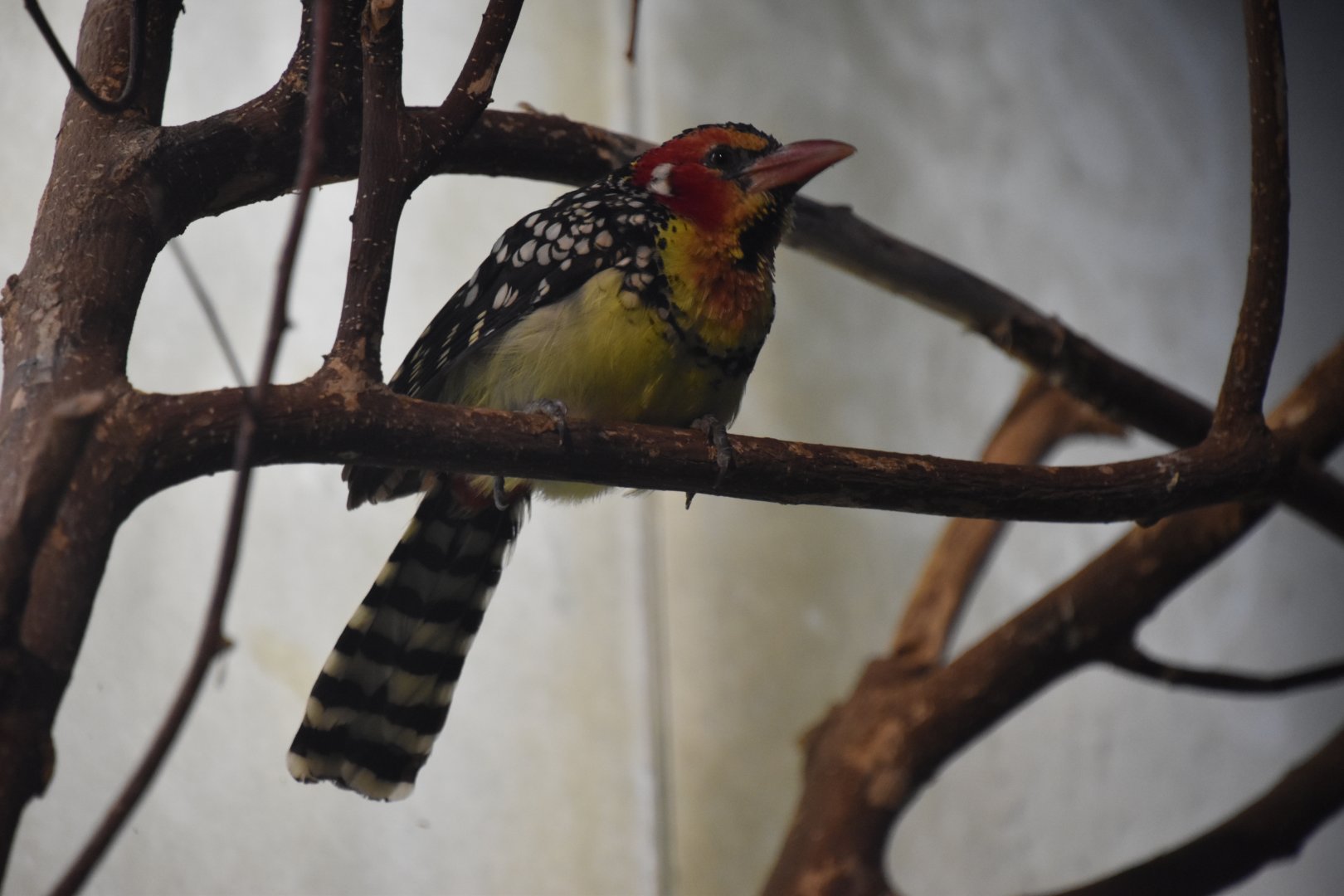 Red and yellow barbet