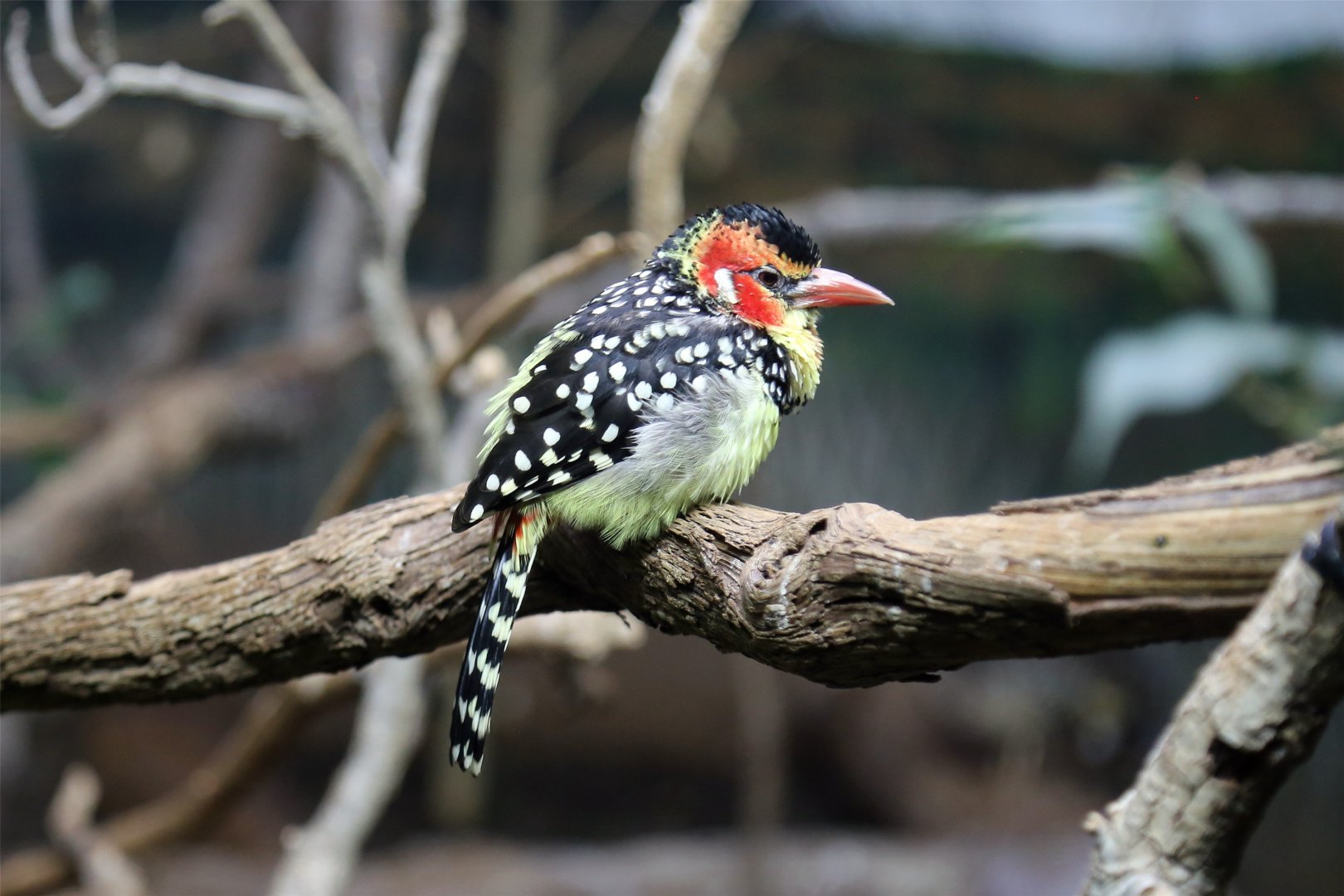 Red-and-yellow Barbet