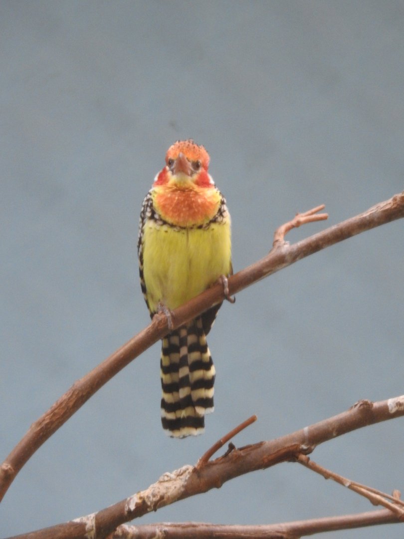 Red-and-yellow Barbet