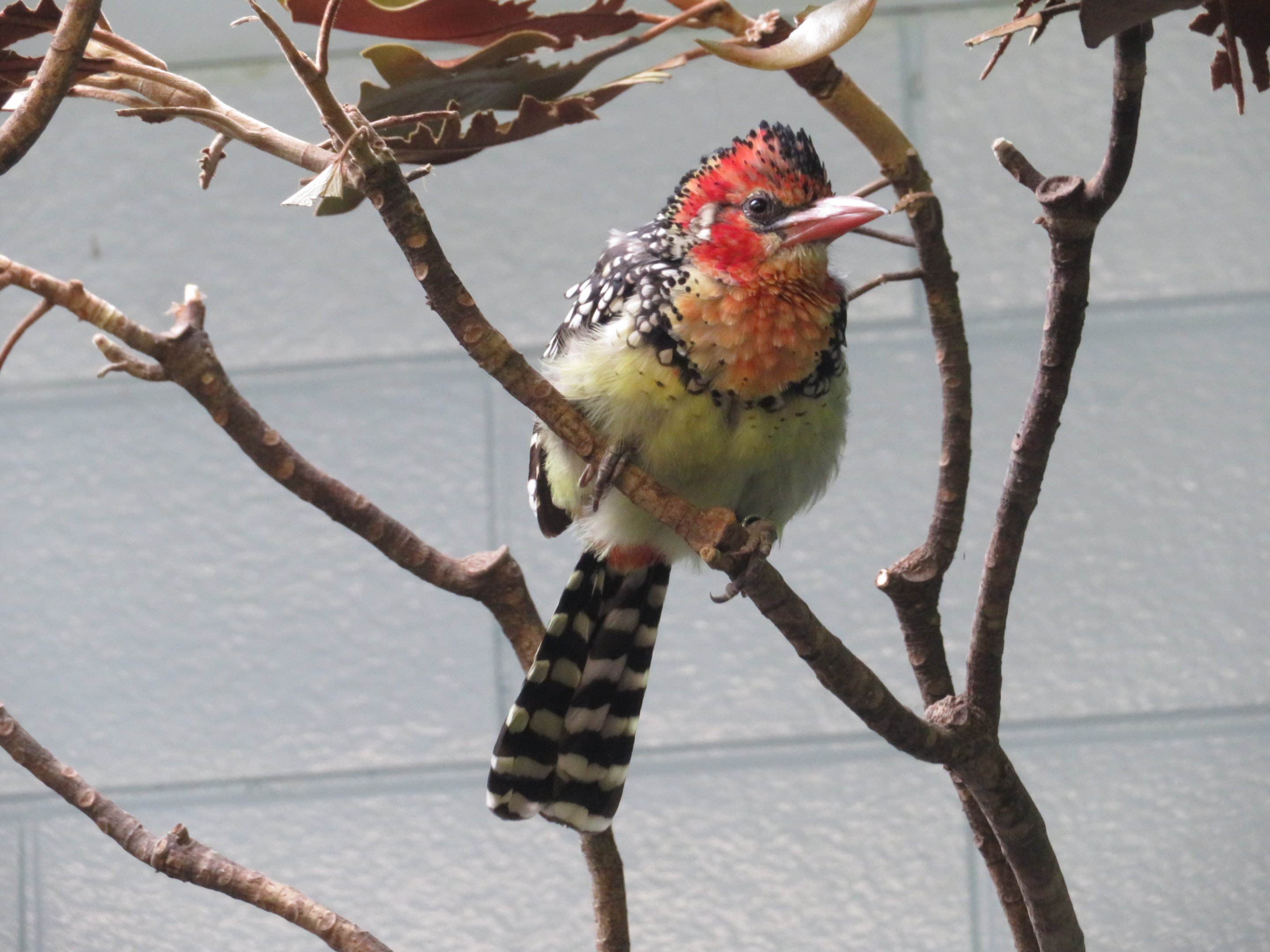 Red-and-Yellow Barbet