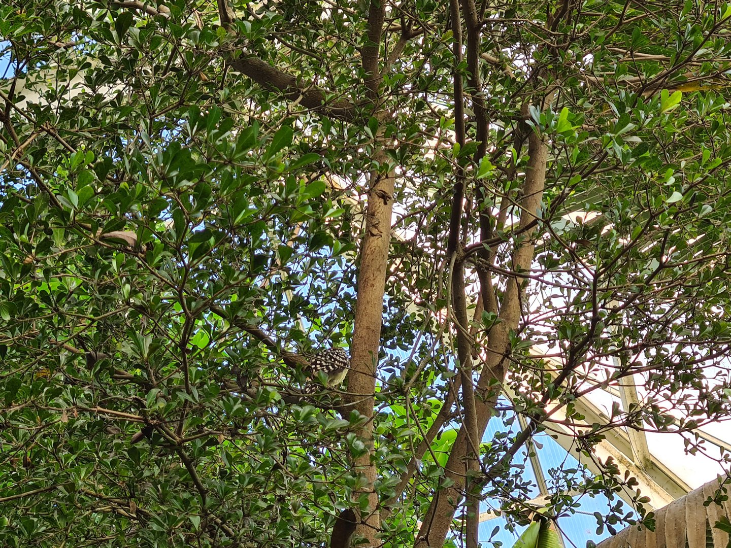 Red-and-yellow barbet