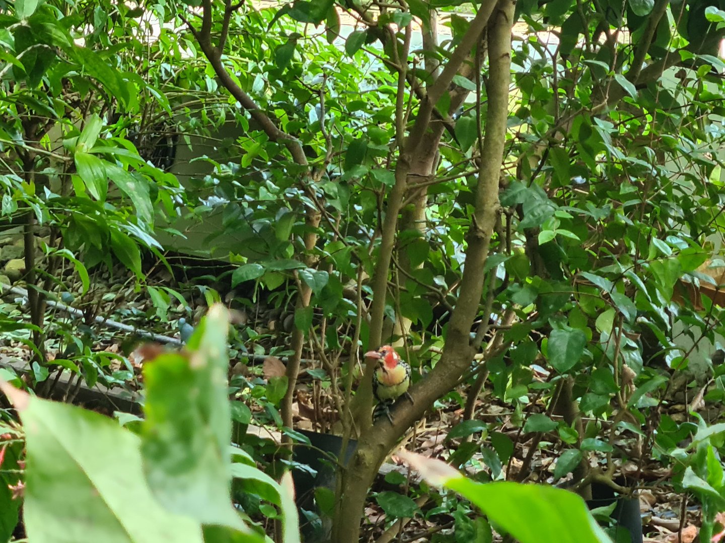 Red-and-yellow barbet