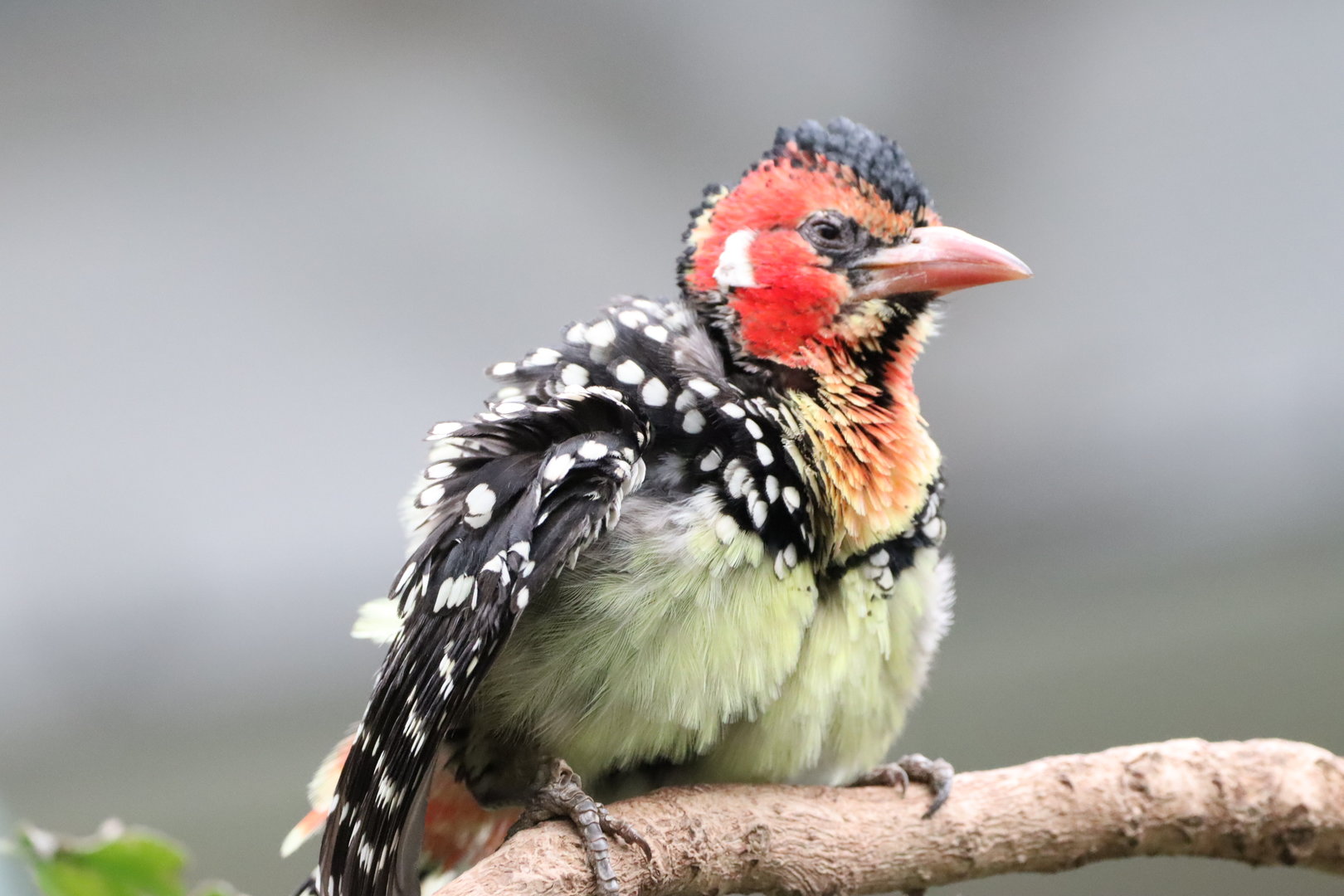 Red and Yellow Barbet