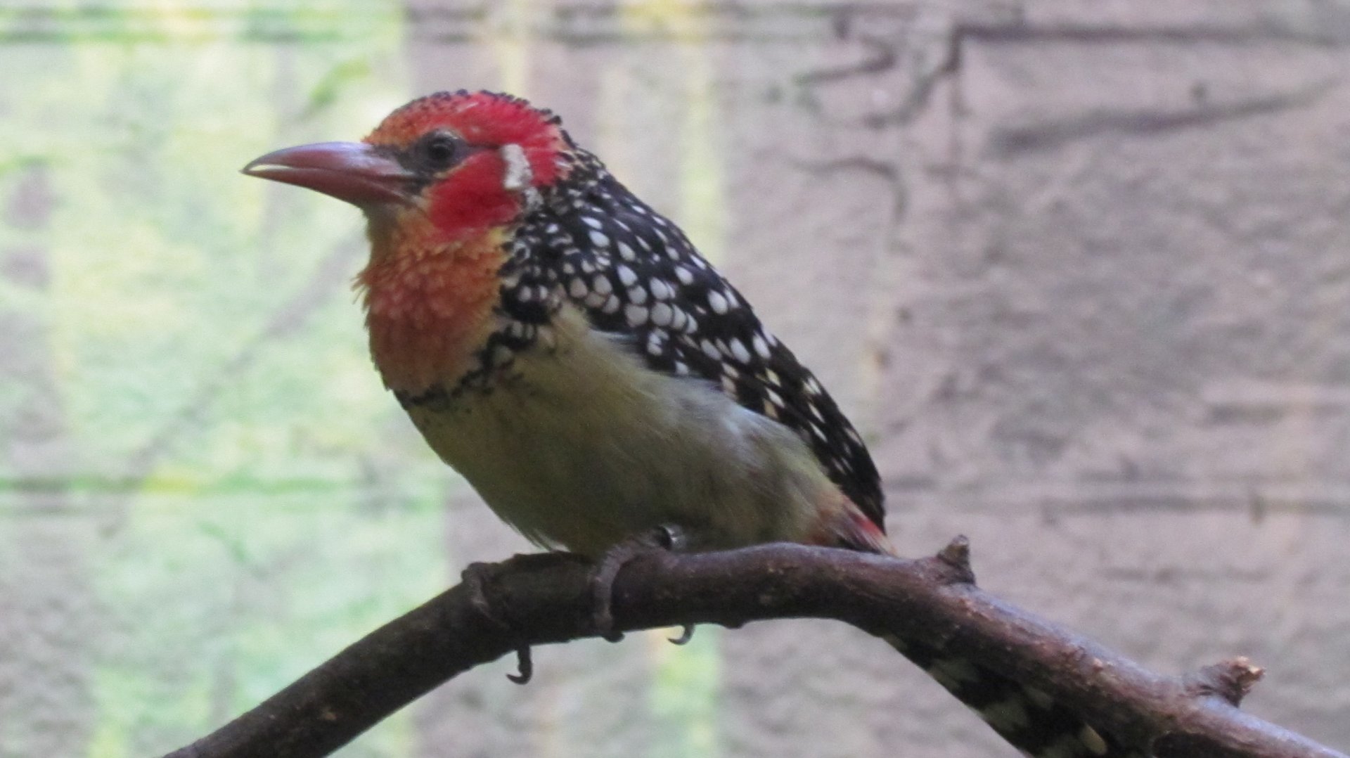 Red-and-yellow Barbet