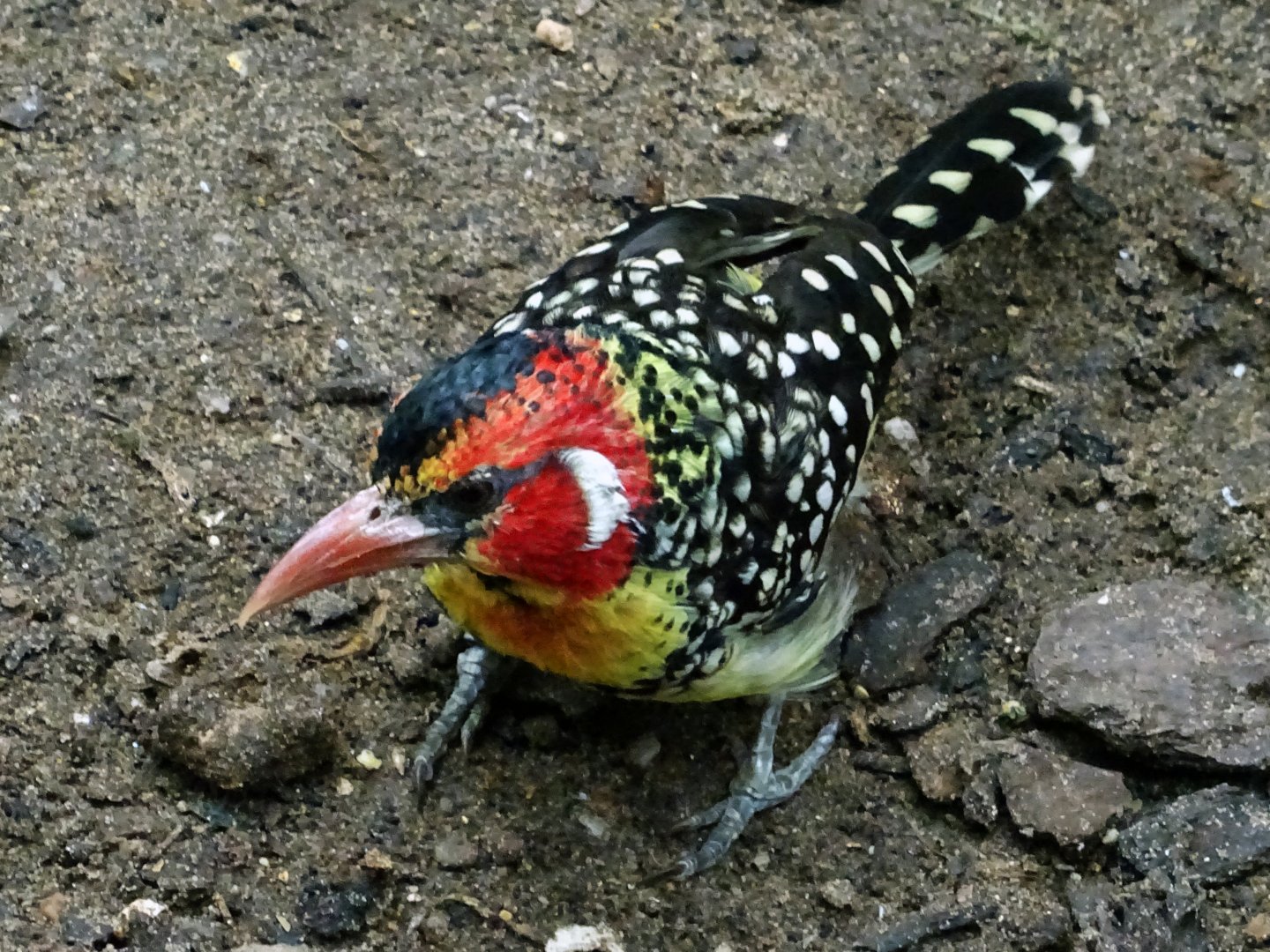 Red and yellow barbet