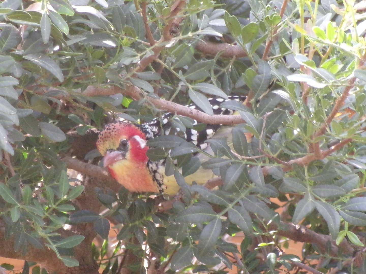 Red-and-yellow barbet