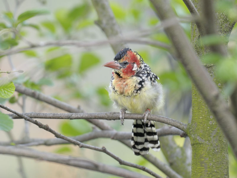 Red and yellow barbet