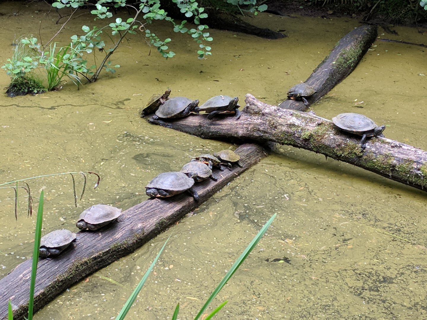 Red and Yellow Eared Sliders