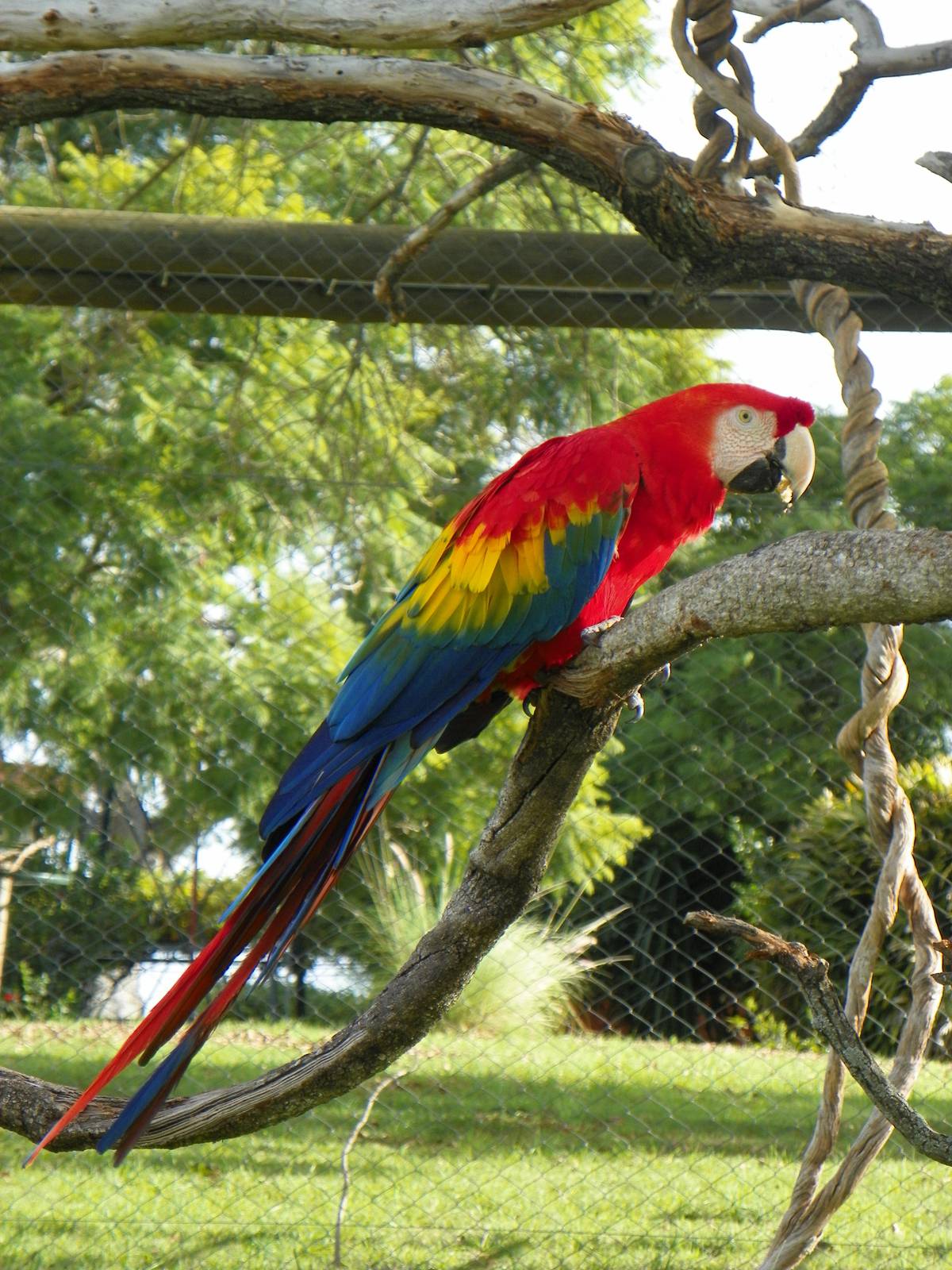Red and Yellow Macaw