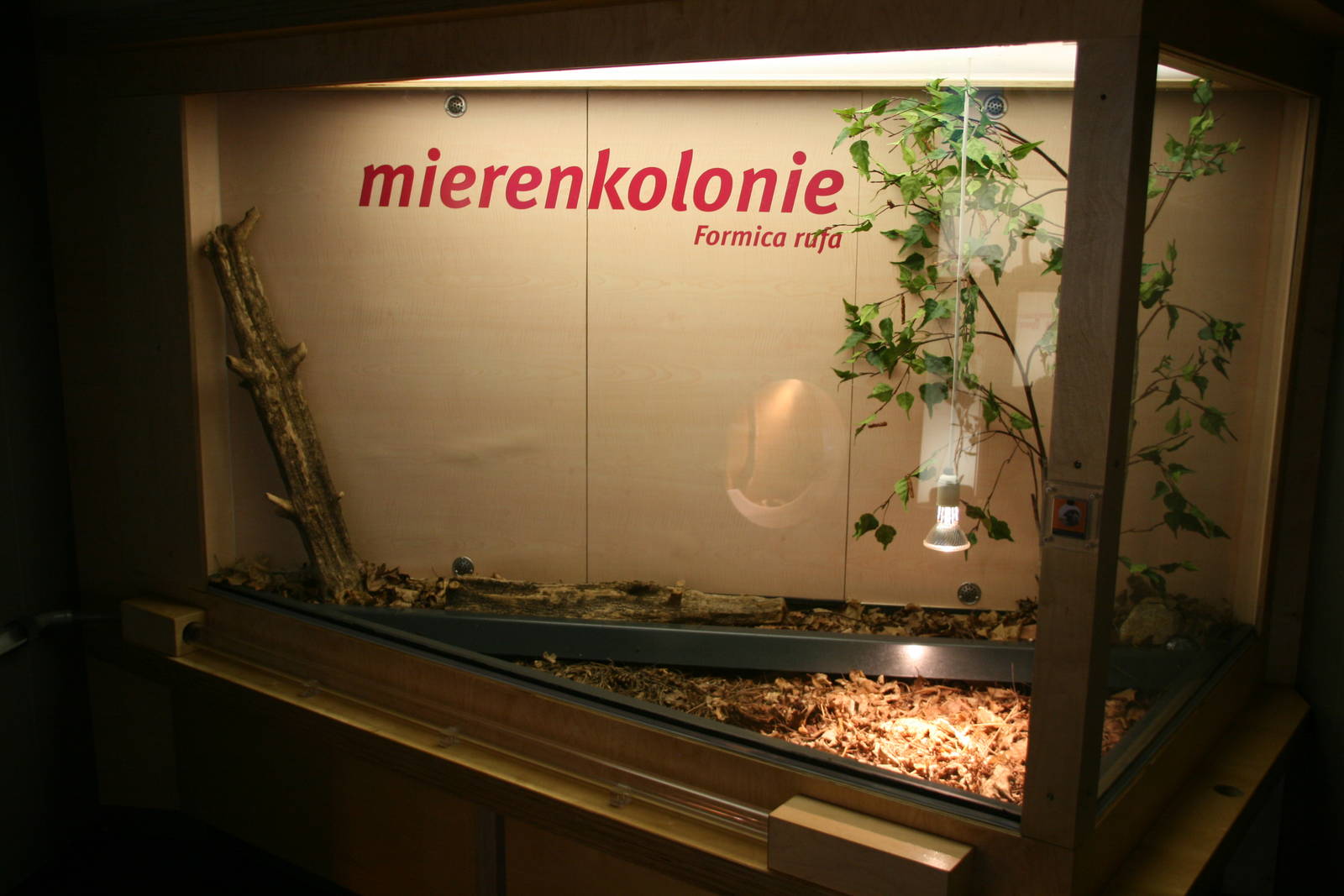 Red ant enclosure