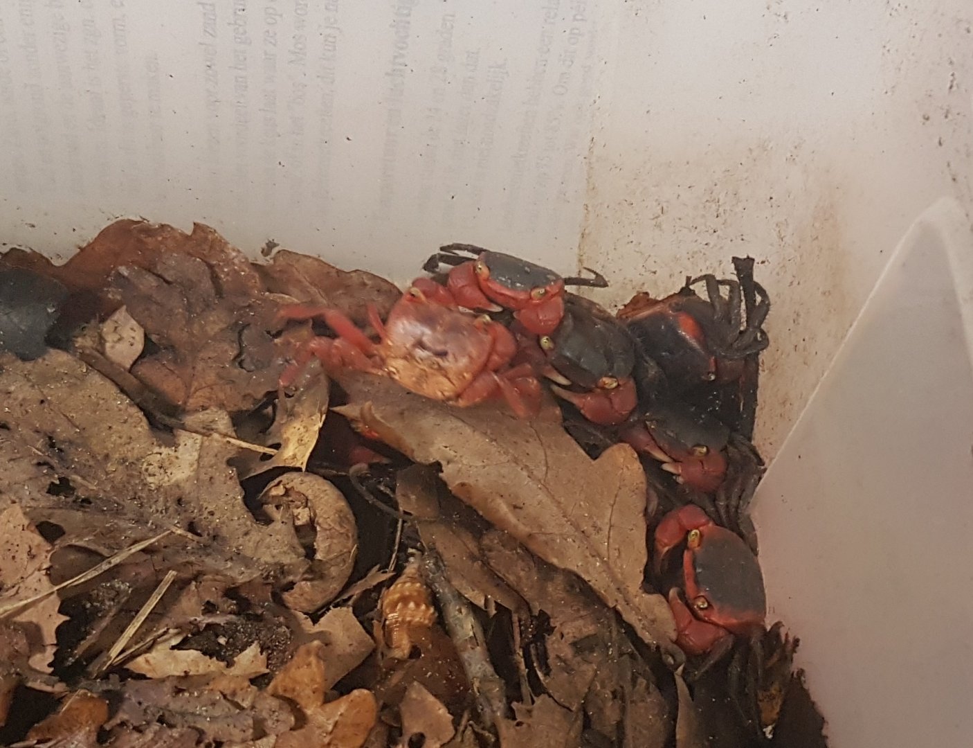 Red apple crab - Metasesarma aubryi