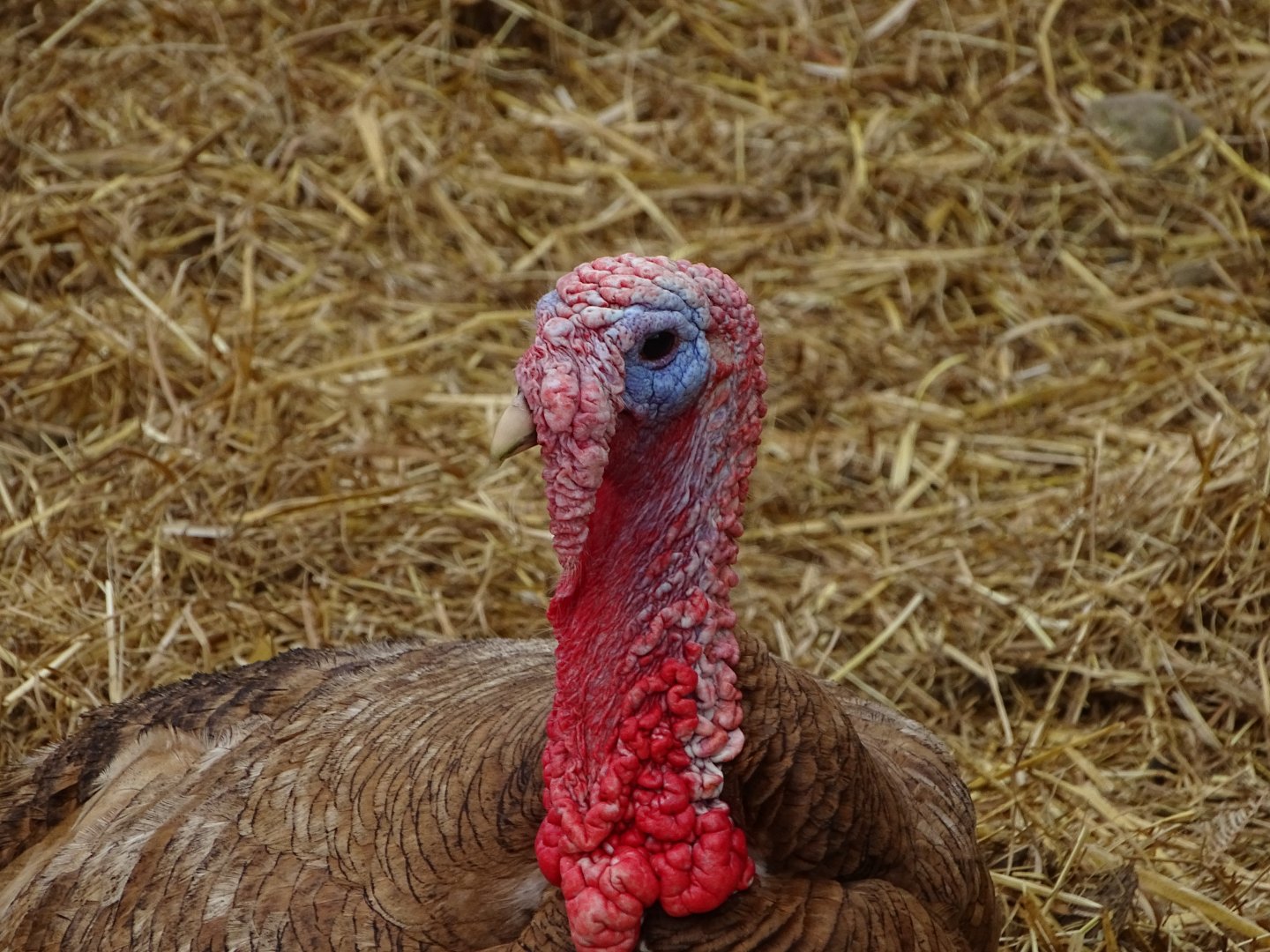 Red Ardennes Turkey - Parc animalier d'Ecouves