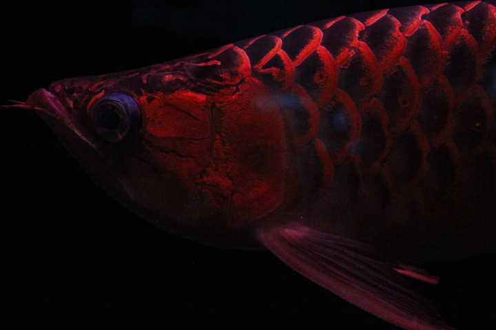 Red arowana (Scleropages legendrei)