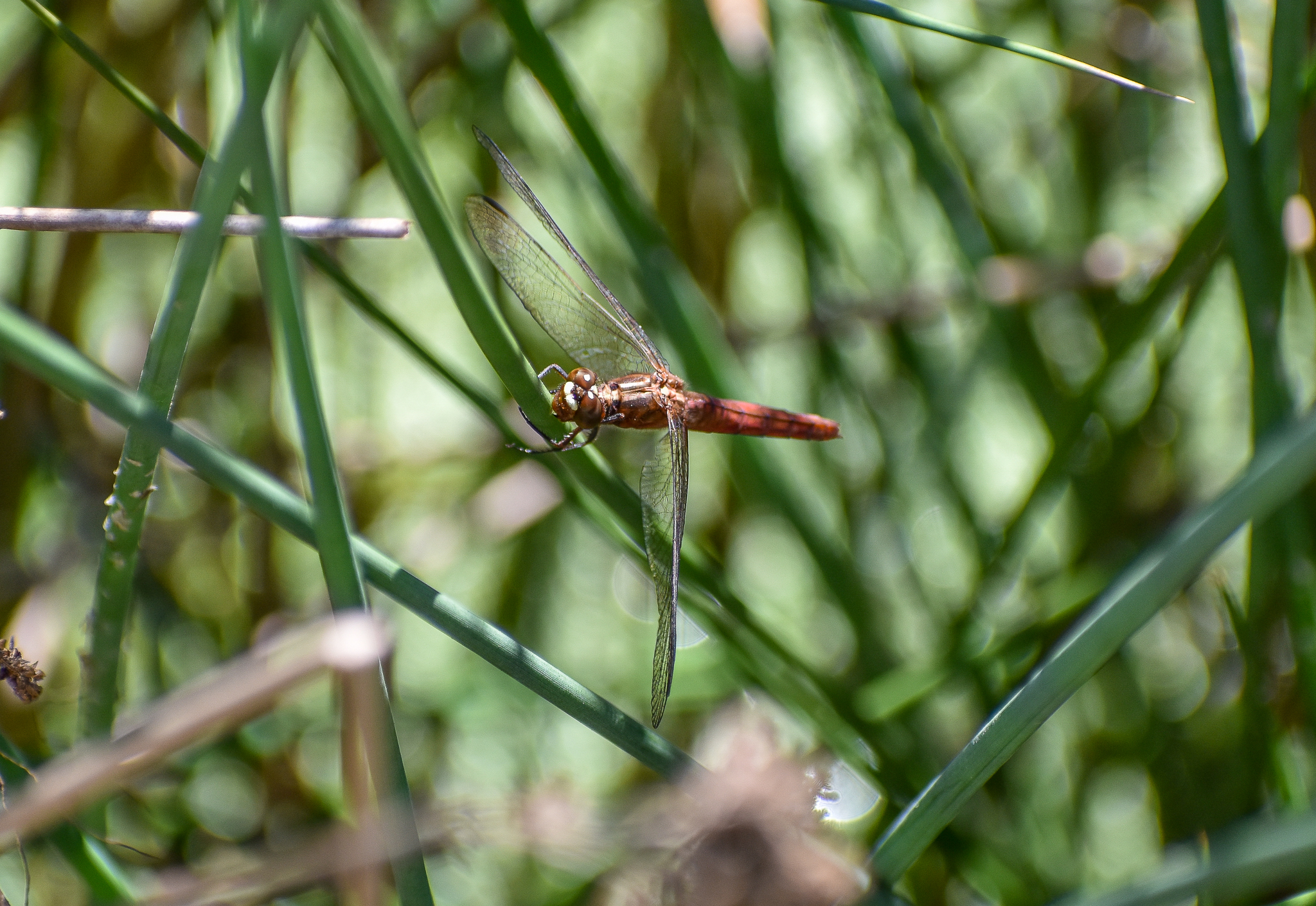 Red Arrow (Rhodothemis lieftincki)