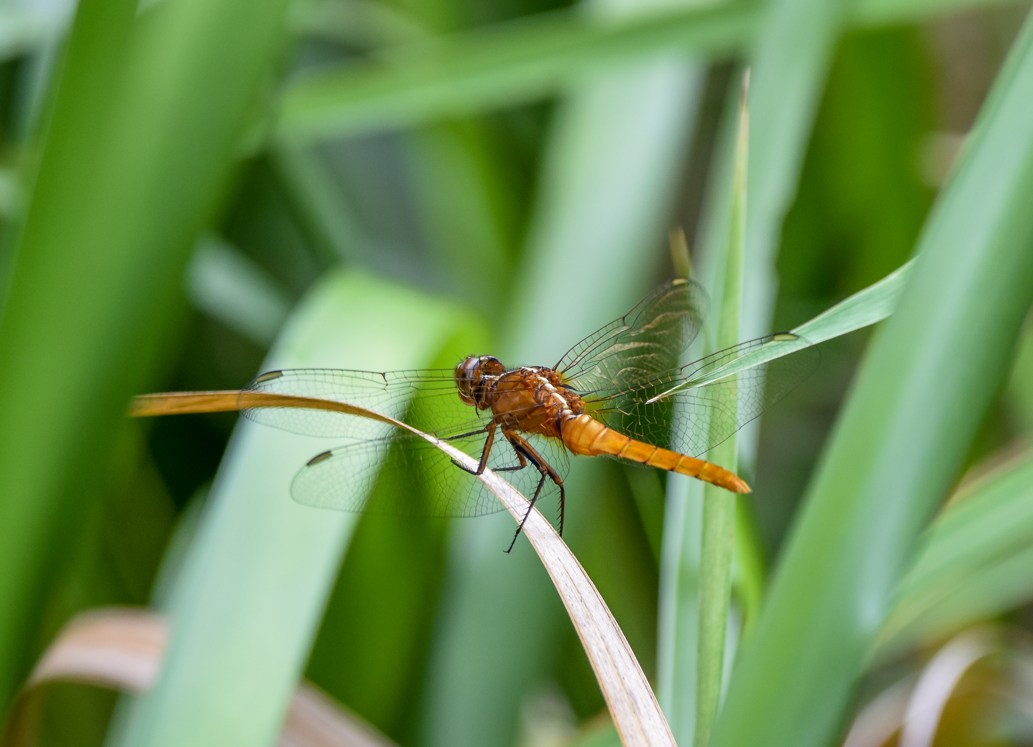 Red Arrow, Rhodothemis lieftincki