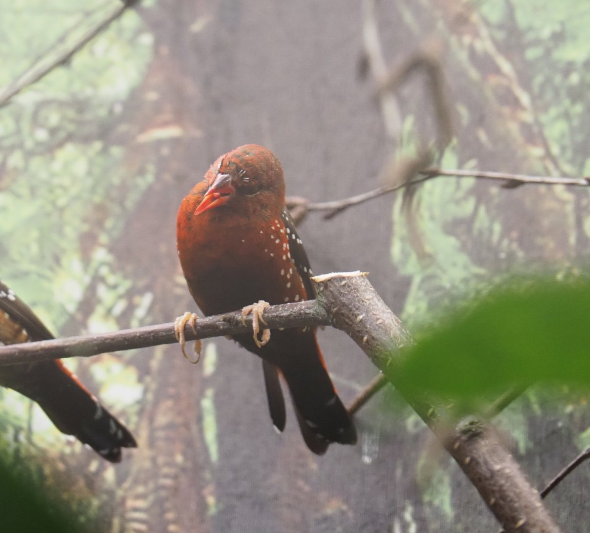 Red avadavat (Amandava amandava), 2022-03-16
