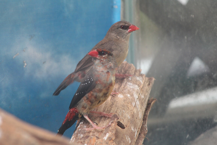 Red avadavat (Amandava amandava amandava)