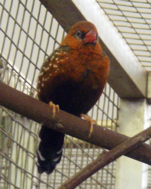 Red Avadavat (Amandava amandava)