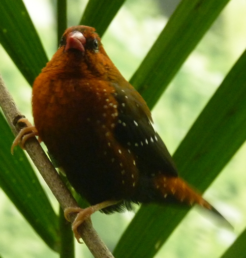 Red avadavat (Amandava amandava)