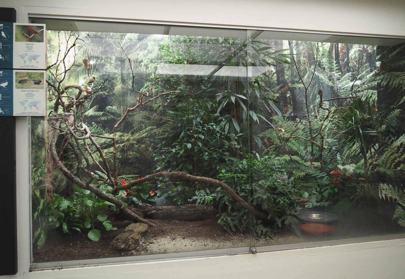 Red avadavat and King quail aviary, 2021-07-17