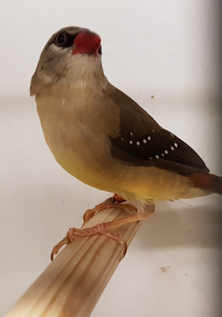 Red avadavat