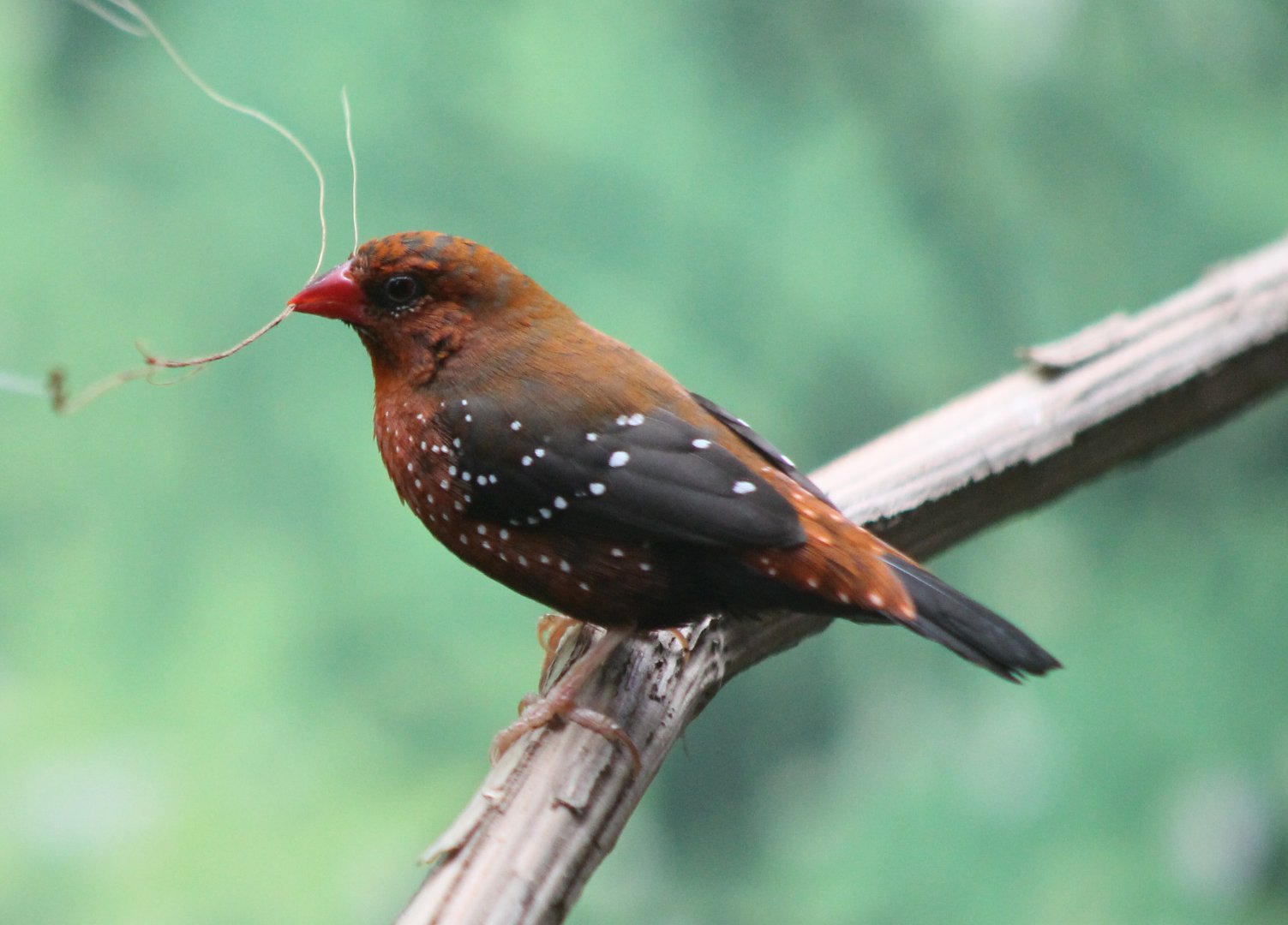 Red avadavat