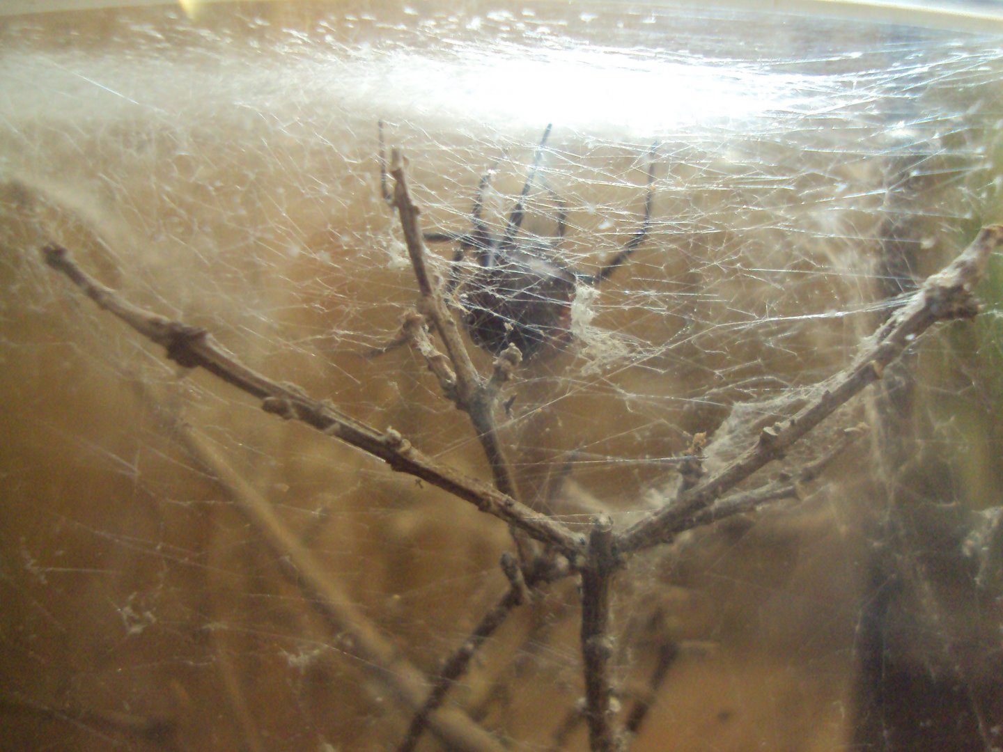 Red Back Spider (Latrodectus hasselti) 28/05/2019