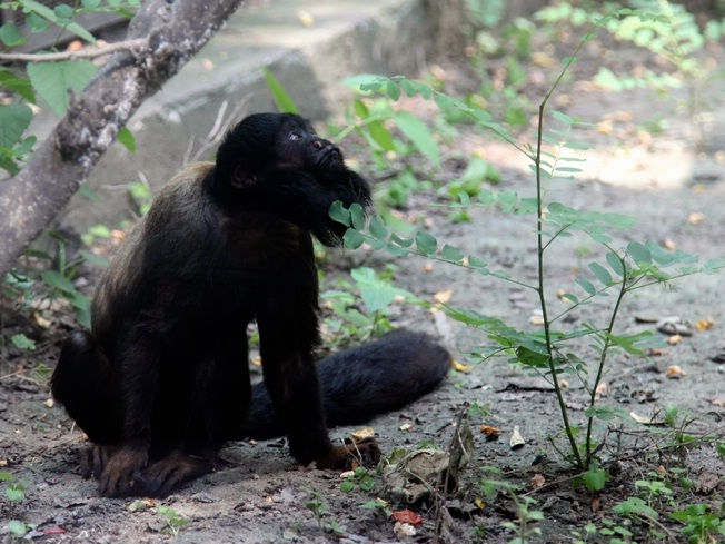 Red-backed beard saki