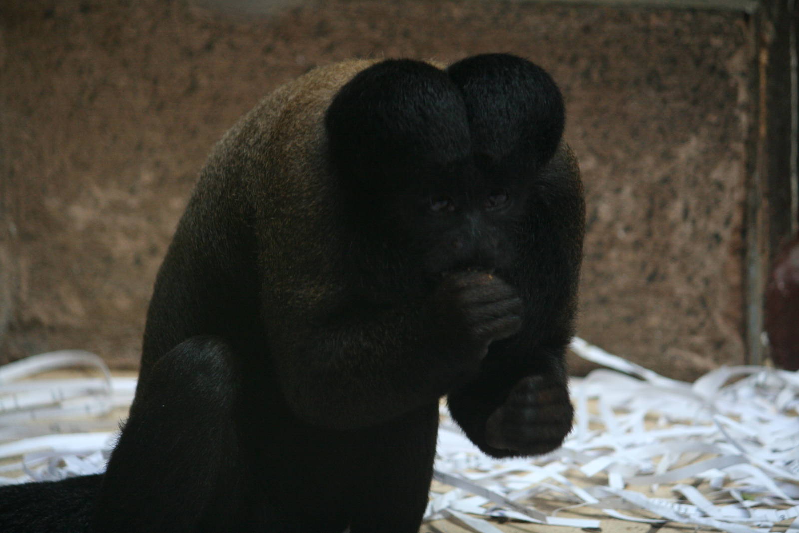 Red-backed bearded saki, 01/10/2011