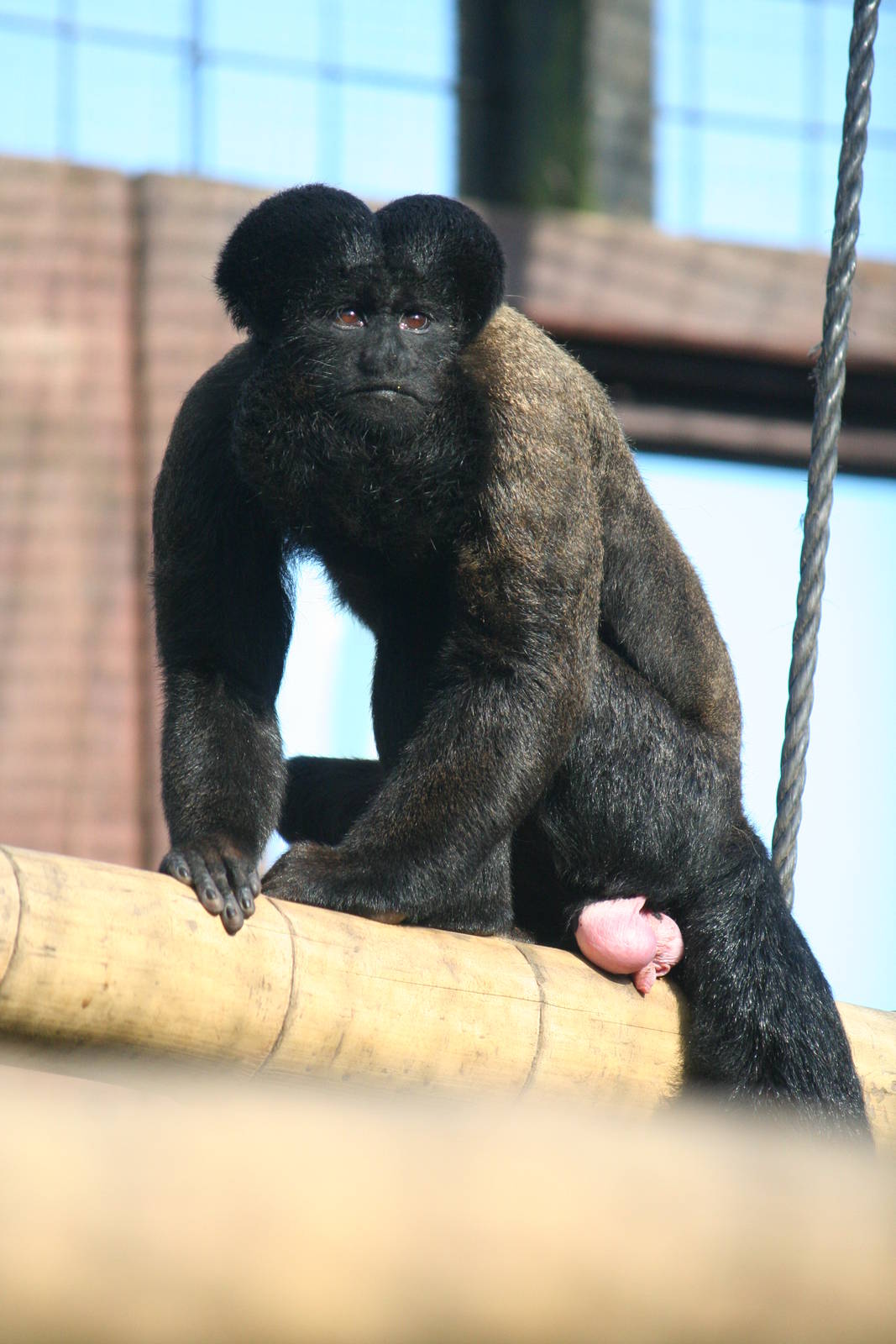 Red-backed bearded saki, 01/10/2011
