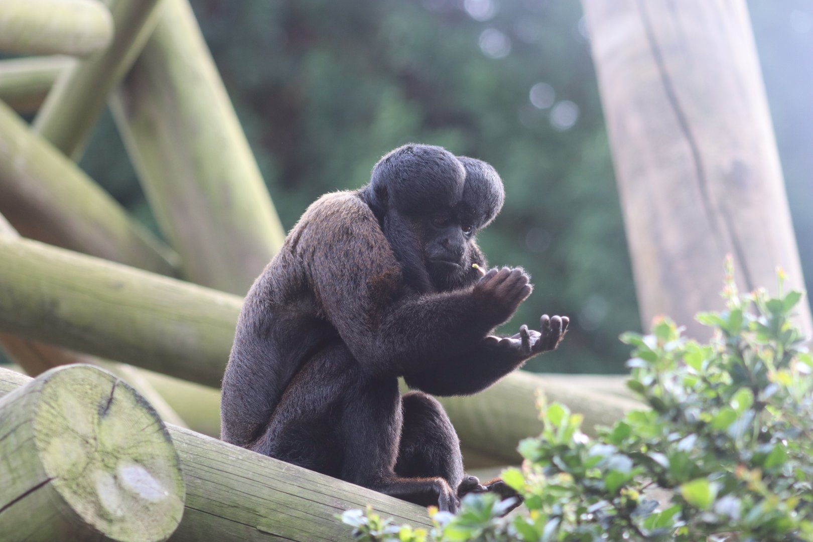 Red-backed bearded saki - 1 July 2021