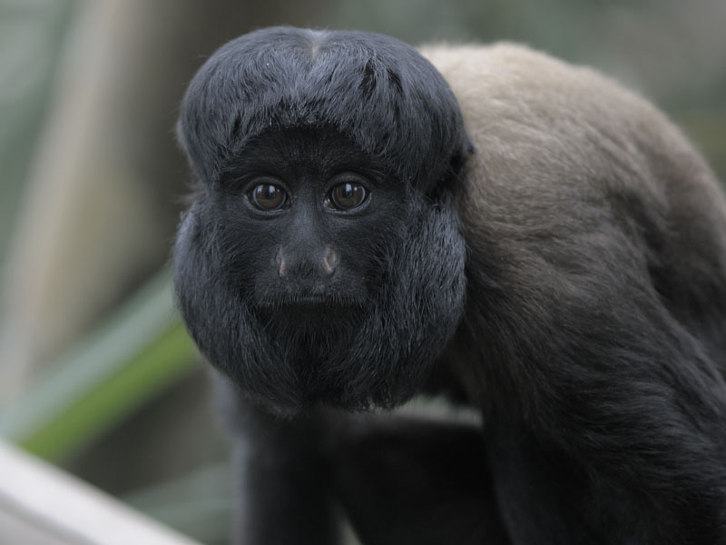Red backed bearded saki 1
