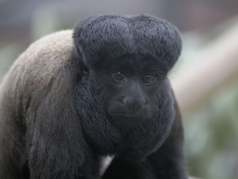 Red backed bearded saki 2