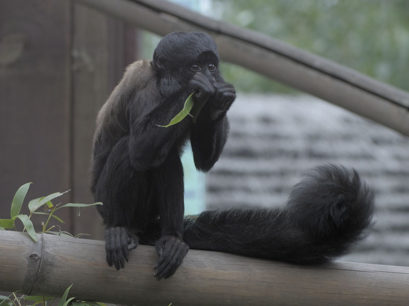 Red backed bearded saki 3