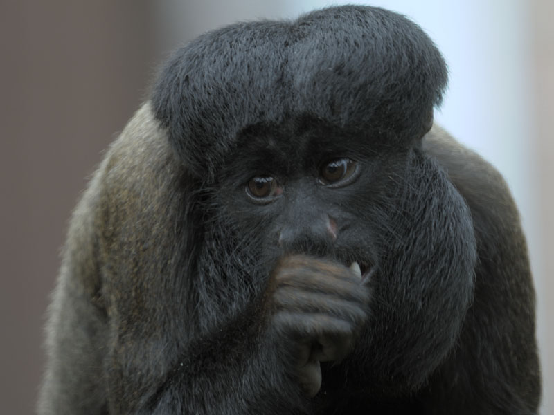 Red backed bearded saki 4