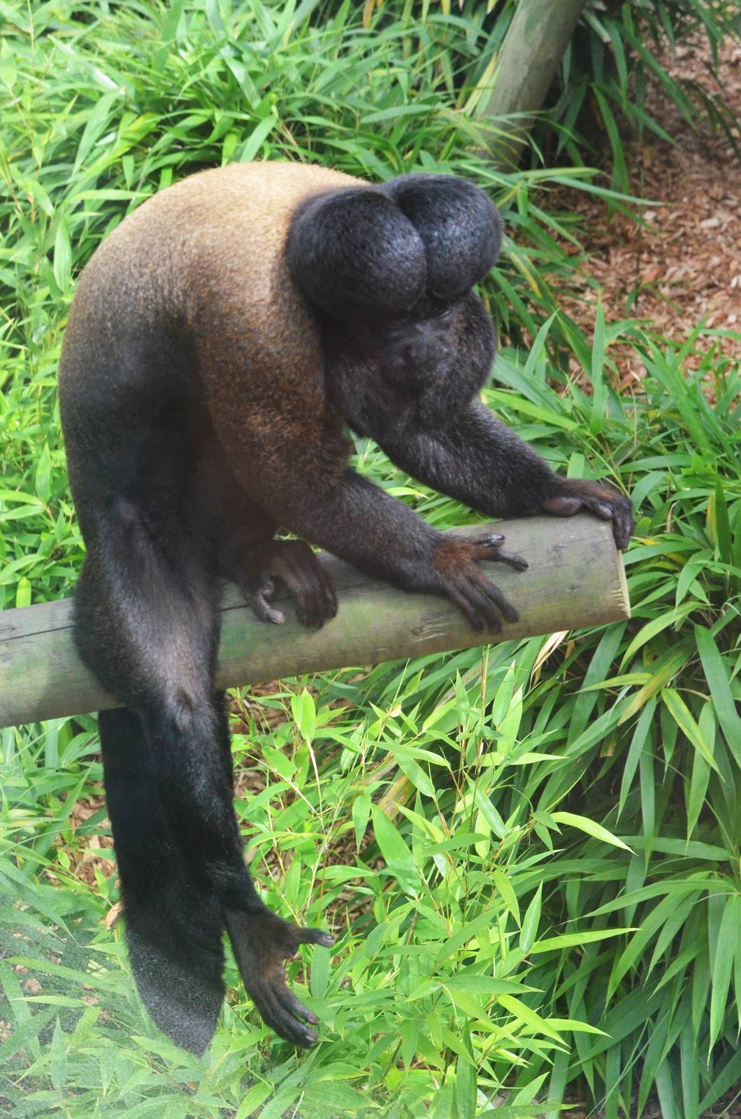Red-backed Bearded Saki at Colchester, 13/08/16