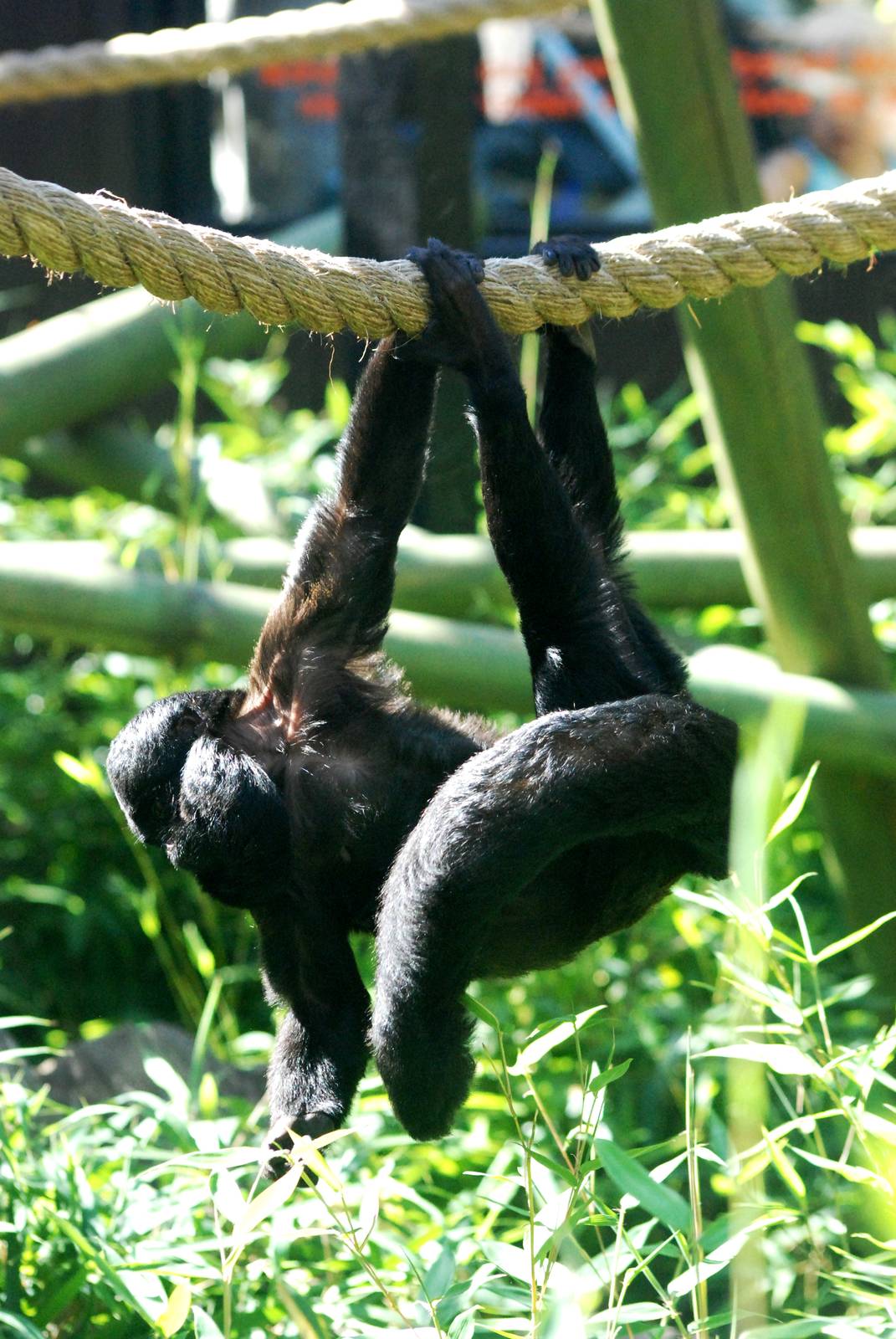 Red-backed Bearded Saki at Colchester, 31/08/13