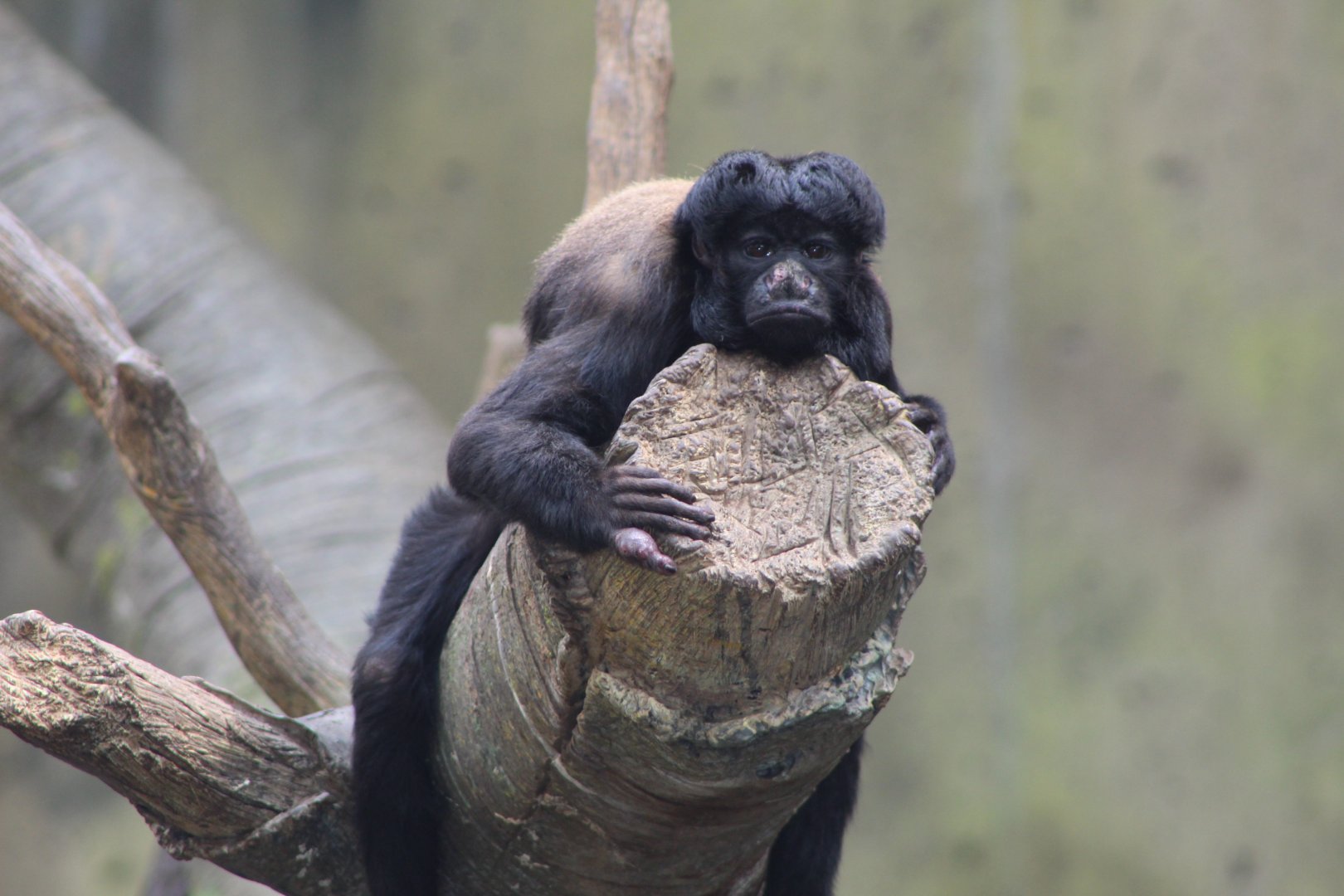 Red-Backed Bearded Saki at Rest